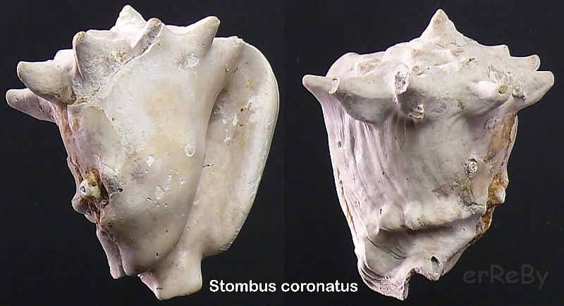 strombus coronatus.jpg